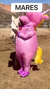 7.9K views · 218 reactions | Mares versus Geldings | Love this Horse, Equine Rescue Inc. | Facebook