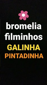 bromelia filminhos Galinha Pintadinha