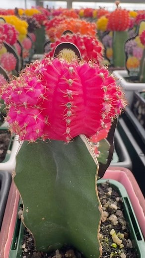 Grafted colourful cactus 🌵 🌵🌵🌵🌵🌵🌵🌵🌵 These weirdly coloured mutants can only survive when grafted onto healthy green understock. A cheap and cheerful addition to any indoor #cacti #cactii #cactos #cactos🌵 #cactalicious #cactuslove #cactuslover #cactusgarden #cactuses #cactusworld #cactuslovers #cactuslover🌵 #cactuslovers🌵 #cactuslovers❤️ #indoorplant #indoorplants #indoorplantsdecor #indoorplantstyling #indoorphotography #indoorplantlove #houseplant #houseplants #houseplantclub #house