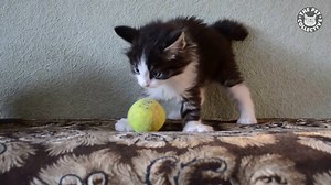 361K views · 2.3K shares | These pets want you to take them out to the ball game! | The Pet Collective | Facebook