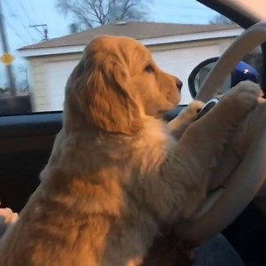 Driver: "Where to miss?" 🐶🐶💛 | boohoo.com