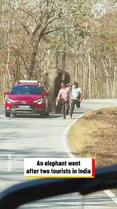 28K views · 18 reactions | Tourists try to escape from charging elephant | Hungry Panda | Facebook