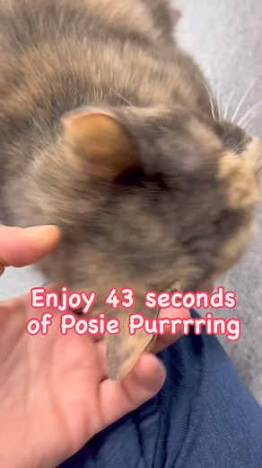 1.3K views · 21 reactions | Hi! I’m Posie  I am a sweet tortoise shell cat who love nothing more than to purr and give lots of love. Sex Female - Breed Domestic Short Hair - Colour Muted Tortoiseshell - Weight 4.13 kg - Age 8 Years - Animal ID 247931 - Location Ontario SPCA Orillia Animal Centre - orillia@ontariospca.ca - Phone 705-325-1304 | Ontario SPCA Orillia Animal Centre | Facebook