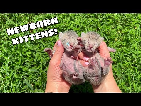 SAVING NEWBORN KITTENS! WILL THEY MAKE IT?!