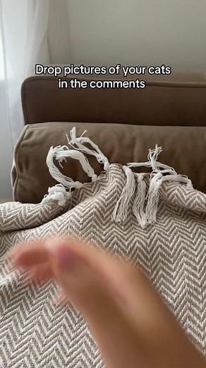 Let’s see your furry friends 🤍🥺 #fyp #catsoftiktok #cattok #kitten #cute