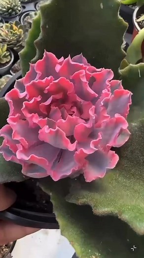 Grafted succulents plant. #cactus #plants #succulents #succulentgarden | Exoticsucculents