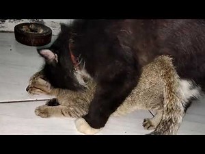 kucing kawin | betinanya masih di bawah umur😂|