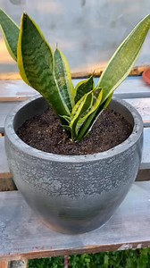 1.3K views · 14 reactions |  Cum plantăm corect o „Limba soacrei”...