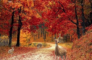 Nothing is more healing than nature 🍂 | Psychic Pages