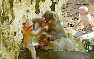 Extremely sad Libby push out Leo sadness wonder why Mom Ignored him than Rainbow | Monkey Mister