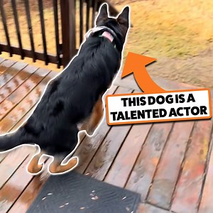 And The Oscar Goes To... My Dog! 🤣 | Go Fetch