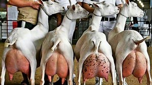 MODERN HIGH-TECH GOAT FARMING​ - DAIRY FARMING | Amazing Food Taste