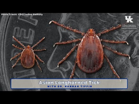 Asian Longhorned Tick