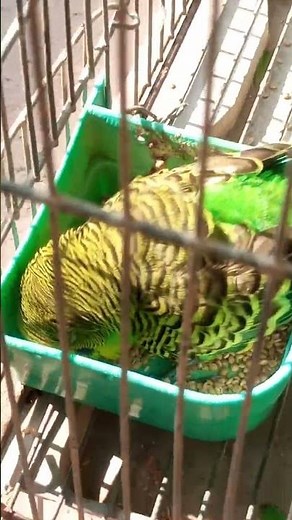my budgie is dying (Last video)😰