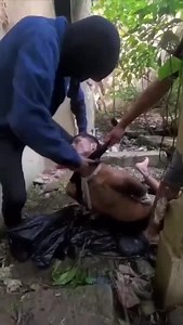 Execution in Tobasco