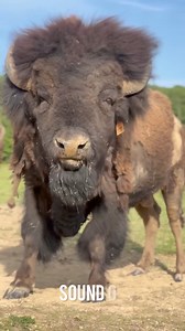 shape of african bison #USA #india | Profesaito