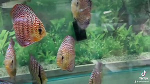 The Red Turquoise Discus, scientifically known as Symphysodon aequifasciatus, is a prized freshwater fish renowned for its striking appearance and peaceful demeanor. Native to the Amazon River basin in South America, this species thrives in warm, soft, and slightly acidic waters. These discus fish are characterized by their circular shape, with striking hues that range from deep crimson to vibrant turquoise, adorned with mesmerizing iridescent patterns. The distinct coloration is a result of car