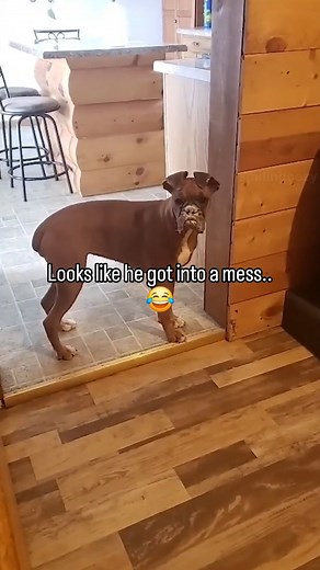 Funny Dogs getting caught 😆 #dog #dogs #dogsofinstagram #animal #animals #smile #funny #cozy #funnyvideos #reels | Al Ca