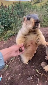 Yellow Bellied Marmots. #SyedOvaisBilgrami | Syed Ovais Bilgrami