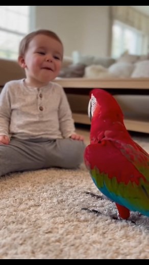12K views · 376 reactions | Mimzo Gets Jealous and Tries to Make the Baby Say Mama 列 #FunnyParrot #MimzoMoments #Sir_mimzo #funnyvideo | Sir mimzo | Facebook