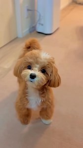 21 reactions | Teddy Bear Dog Breeds|Eli Tv #shorts #shortvideo #short #shortsfeed #shortsvideo #pets #dog #doglife | Kat & Oliver | Facebook