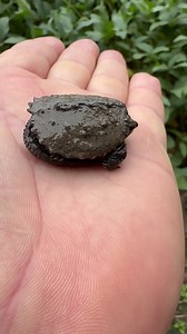 Baby snapper | Briarwoods GunDogs | Facebook