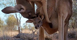 Quá trình phát triển của Kangaroo con trong túi mẹ