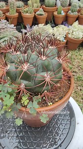 4.3K views · 350 reactions | Gymnocalycium Saglionis or the " Giant chin cactus "  #bikolanahardinera #gymnocalycium #plantsmakepeoplehappy #cactus #cacti #cactuslover | Bikolanahardinera | Facebook