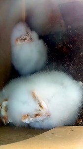1.8K views · 56 reactions | Cute Barn Owl chicks enjoying an early morning cuddle 輸殺 #nestbox #livecam #birds #birdwatching #birdsofprey #barnowl #nature #wildlife #nestboxlive | Nest Box Live USA | Facebook