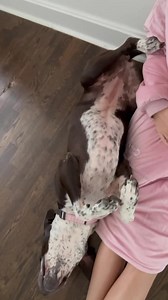 49 reactions · 13 shares | Pepper is ready to find the most perfect...