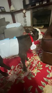 1.7K views · 346 reactions | Norman seemed hot and lonely outside so we fixed that. (I know, I’ve crossed over now) hahaha Norman (with a pee pad taped around him for a diaper) and Annie with the zoomies. | Roxiethecrazygoatlady.com | Facebook