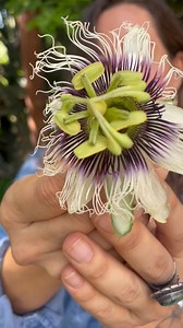 Te cuento como hacer una tintura de Pasiflora - Passiflora incarnata- que como su nombre dice siempre nos llena de Paz, con 7 gotas en agua de esta tintura es suficiente y te recomiendo que te la tomes antes de dormir porque puede dar sueño. Yo siempre que veo estas flores me quedo impactada con tanta belleza. También las puedes usar en infusión. Gracias pasiflora. Abrazo, Ixchel • • • • • #pasiflora #pasionaria #nativa #tristeza #anisedad #remediosmagicos #tintuta | Alquimia Humana