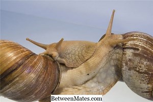 Diferença entre Slug e Bleed Diferença entre - Outras 2026