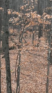 In the stand, scanning for deer… then out of nowhere you get ringside seats to a featherweight brawl. Just another day in the life of a hunter! : The Fair Chase #repost via Instagram | This podcast show is FREE to stream on CarbonTV. #CarbonTV #Hunting #HuntingLife #HuntingPodcast #HuntingMemes | CarbonTV | Facebook