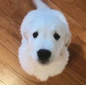 31 reactions | Pets Now on Reels | Facebook