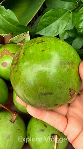 Green Star Apple Fruit #sweet #starapple #fruit #yummy #fruits #fruitlover❤️😋 | Explorer Vlogger