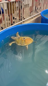 Sea Turtle Camp on Reels