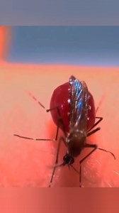 20K views · 94 reactions | How mosquitoes feed on our blood #reels #short #facts #ScienceBangla #knowledge | Science Bangla | Facebook