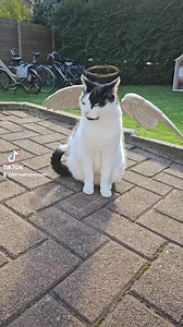 💫💫💫 | Mousti & Georgie