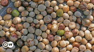 My favorite – The Maya nut