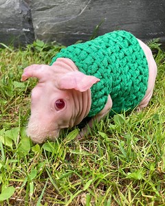 green Guinea pig sweater