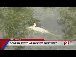 Nuisance aquatic species in Indian Lake being removed