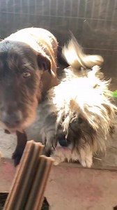 Joy und Candy 🐰 | Save Our Strays Austria