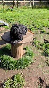 Sun has got his hat on.... | Pedigree-Pals