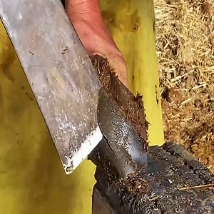 1.8K views · 12 reactions | The hooves of Shanxi black donkeys are upturned and hard, and the hooves are cheap and no one buys them. After the hooves are repaired, they sell for 200 more. Hoof Repair ☺Donkey Hoof Repair. | Animals | Facebook