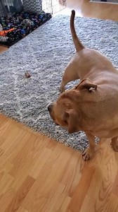 Angus and the beautiful late Dolores O'Riordan sing Ave Maria.💜 | Anne Dowe