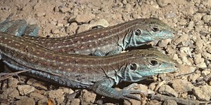 Parthenogenesis: How females from some species can reproduce without males