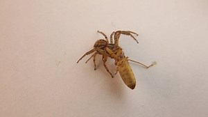 Hunting Crab Spider Preys On Damsel Stock-video (100 % royaltyfri) 1072455134 | Shutterstock