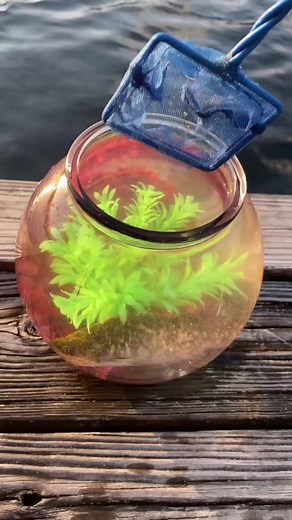 Releasing my pet catfish bubbles - - - - - #SeaLife #FishingLife #CrabHunting #OctopusAdventures #SquidSpectacle #UnderwaterWorld #FishermanLife #CrabSeason #OctopusLove #SquidInk #MarineLife #GoneFishing #Crabbing #OctopusGarden #SquidLife #OceanTreasures #AnglersParadise #CrabCatch #InkSquid #ExploreTheDeep #fish #pet #Lifestyle #fyp #foryou #xyzcba #ryanizfishing | Urban Florida Fishing | Facebook