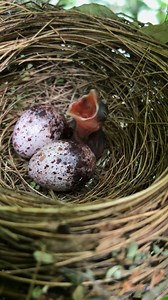 What the blind baby bird does 🐣🥹😍 | Facts worth sharing